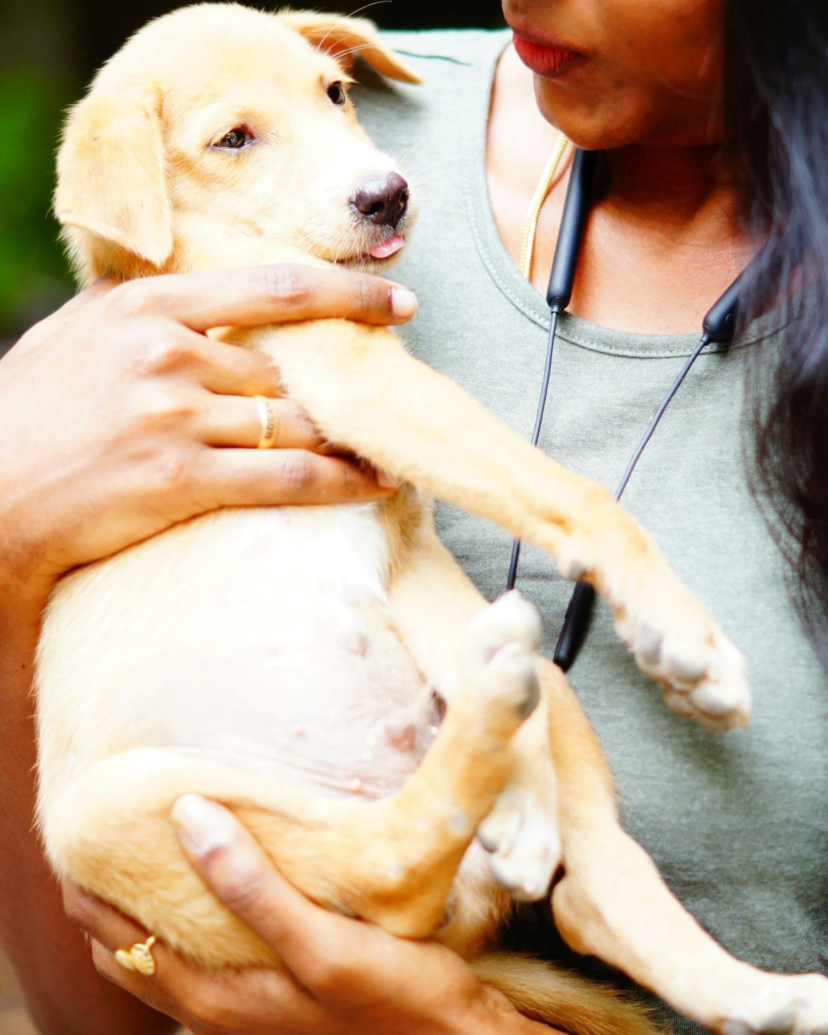 Cão de pelo claro olhando para a câmera após a tosa