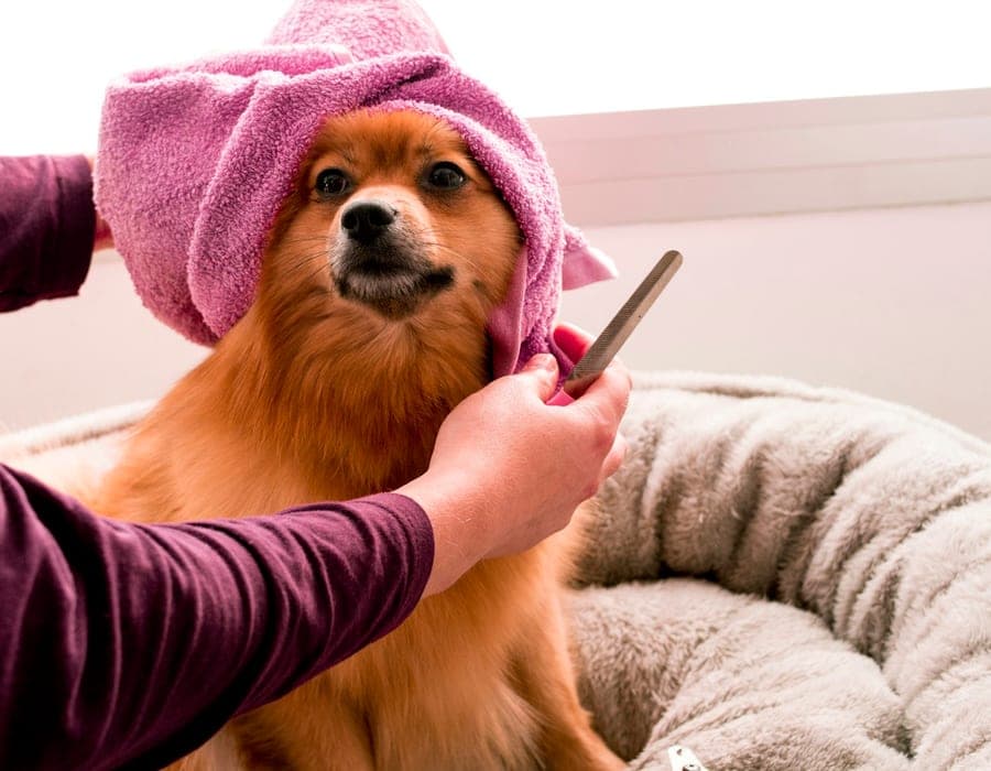 Veterinária examinando um cão sobre a mesa do consultório