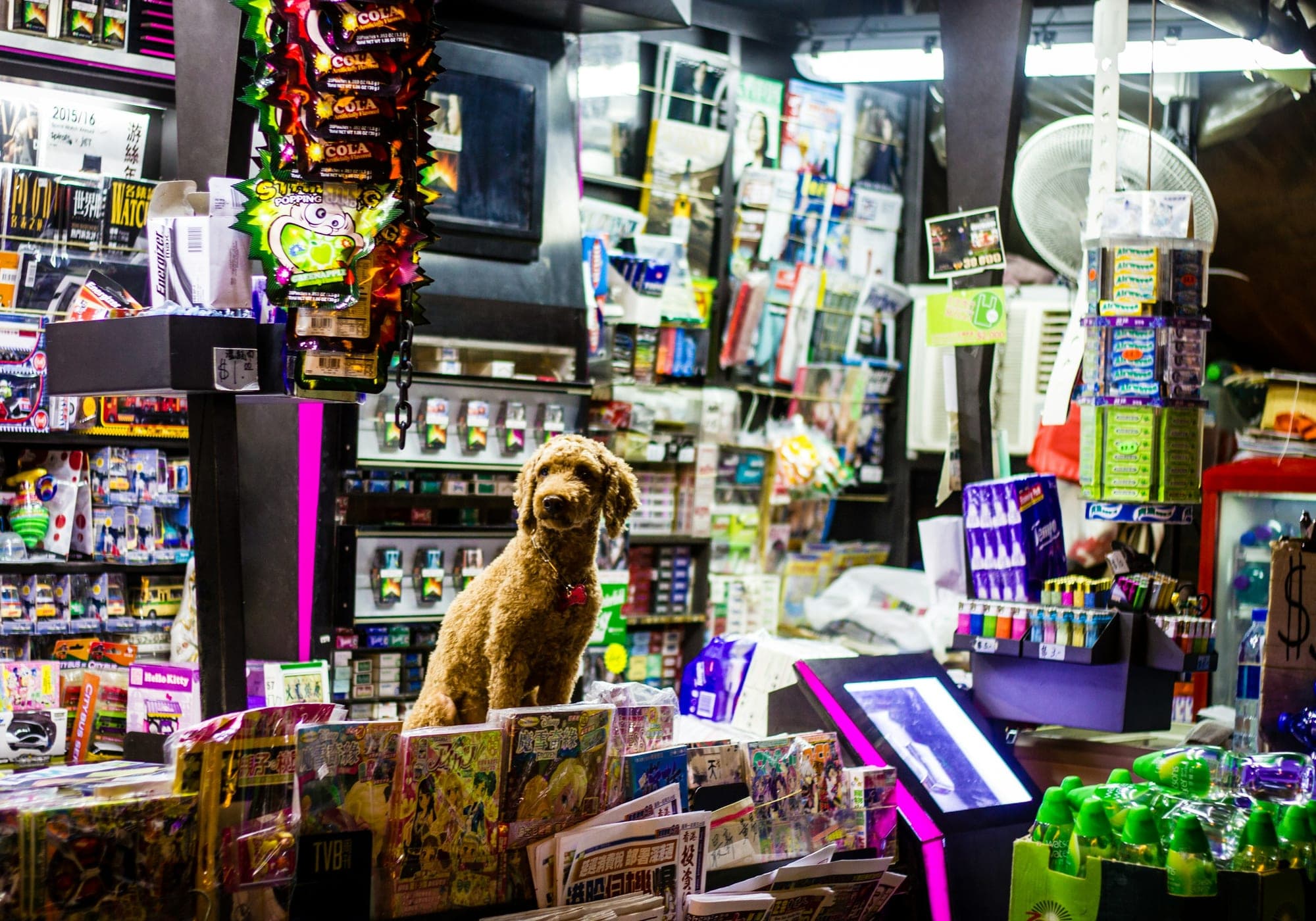 Cão tranquilo sobre uma mesa de atendimento em um pet shop iluminado