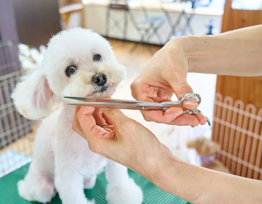 Profissional dando banho em um cão em uma banheira de pet shop